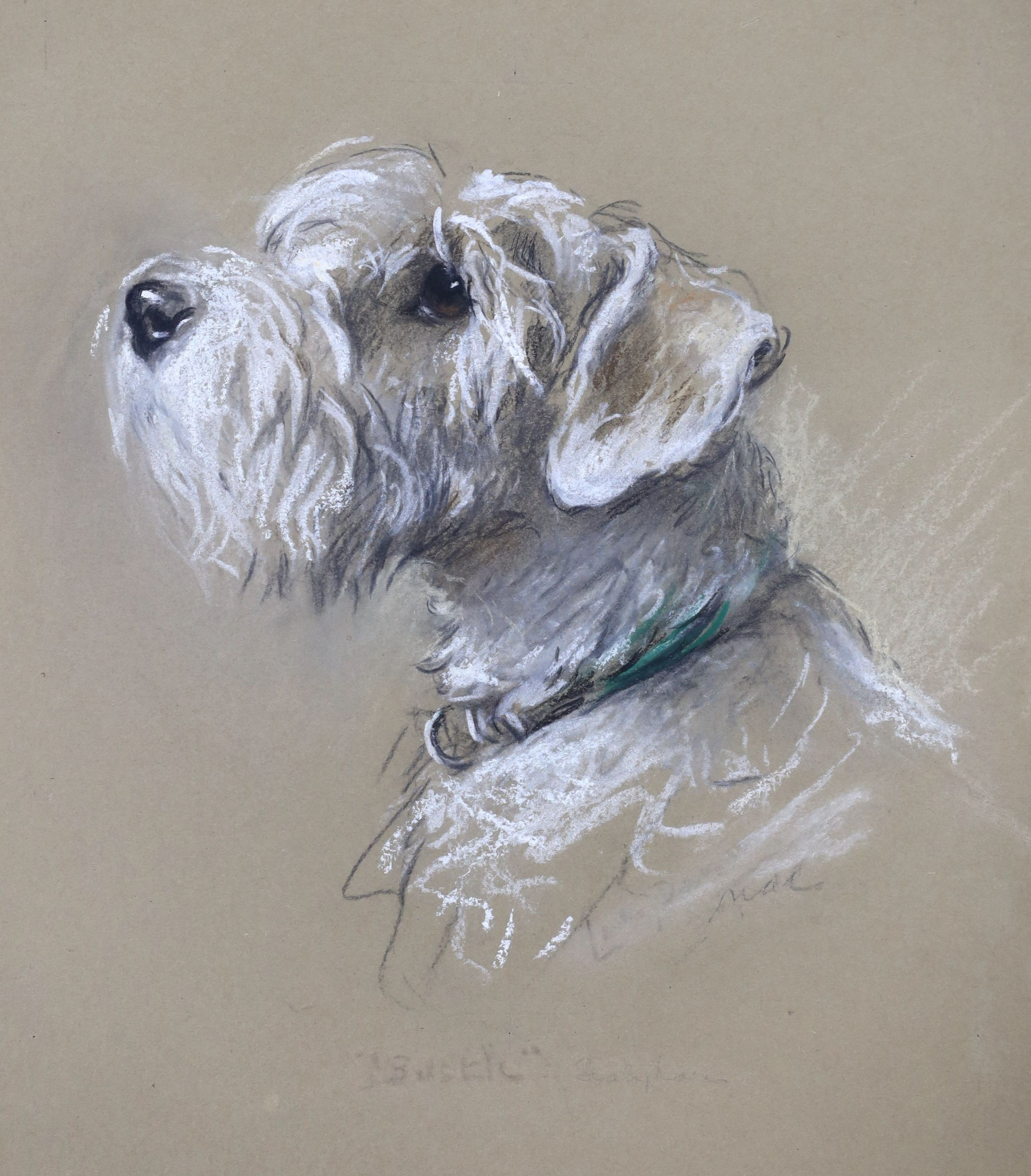 Lucy Dawson (1875-1954), pastel on buff paper, Portrait of a white terrier, 'Bustic', unsigned, Francis & Mills stamp verso, 37 x 25cm, unframed
